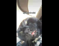 Collab BitchIG2 - Skit about cat being dog 