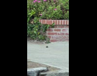 Rat running around in circles on sidewalk