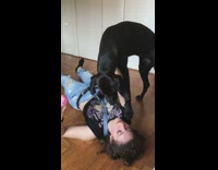 Dog stands owners chest cannot breathe floor