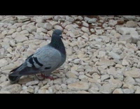 Random pigeon walking around white pebble ground
