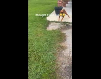 Dog hurt himself after running towards delivery man