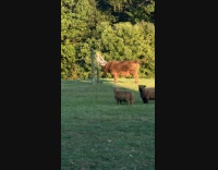 Bull gets tangled in hammock at yard