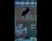 Black fish in aquarium dies overnight 