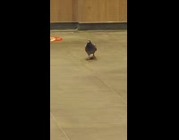 Pigeon walks around inside restaurant red stools 