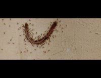 Colony of red ant carries body of worm
