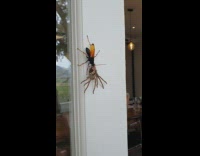 Black wasp orange wings eats brown spider