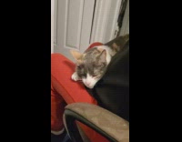 Cat sleepy on leg try vibrating machine