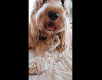 Collab PubityPets - Adult Dog and Baby Rabbit Hangs Out Together