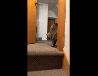 Woman uses evil kitty audio to pet cat 