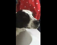 NSFW Black/White Dog Gets Bath To Sound of Silence