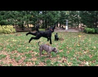 Collab KaleSaladIG - Dog jumps over friend for ball misses