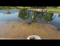 Guy shake cup feed three ducks pond