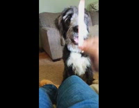 Woman teasing dog with popsicle stick