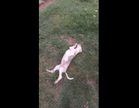 Dog obsessed with mud rolls over grass