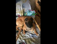 Collab BitchMP - Man petting dog using skeleton hands 