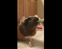 Guinea pig jump over obstacle gets fed