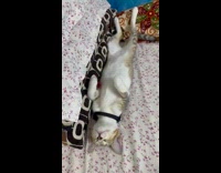 Woman shows cat sleeps in funny position