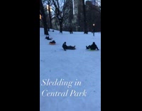 People ride sleds by dead rat park 