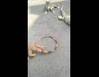 Cat plays with large green iguana tail 