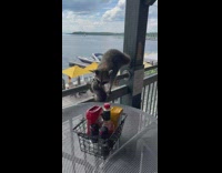 Raccoon gets stuck on condiment tray and grabs it off table 
