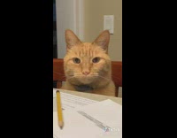 Collab BoysIG - Orange cat sitting at table says yeah