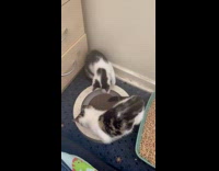 Two kittens play with scratch pad on floor