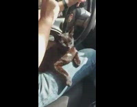 Black cat sits on owners lap in car 