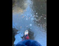 Man testing ice on frozen pond