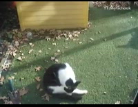 Black white cat chases tail fake grass
