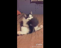 Collab BitchMP - Cat in bed legs open licks tail