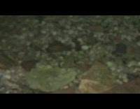 Green frog responds to recording wood stairs