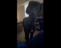 Collab BitchMP - Black dog doesnt recognize owner