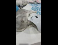 Cat with paw under UV light