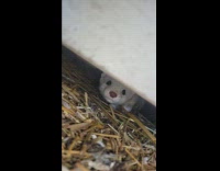 Guy looks under house find wild white ferret 