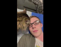 Tabby cat bite steal eyeglasses of guy