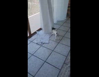 Puppy tries to pull curtain on door