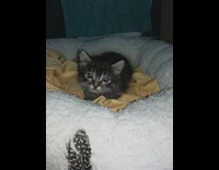 Pet kitten plays with a small feather held by owner