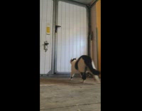 Collab BitchIG2 - Cat jumps on handle opens white door 