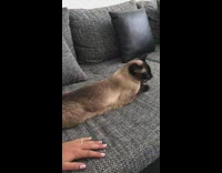 Siamese cat meows for more back rubs