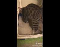 Tiktok sweet dreams cat 