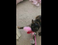 Cat Refuses to Give Toy Back and Dog Chews on Another 