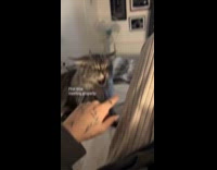 Womans cat and kitten gets along