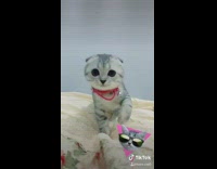 Grey white cat jumps up bed winks 