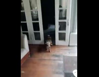 Pet dog carries a water bottle on its mouth