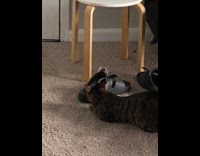 Cat plays with crumpled paper hides behind sandal