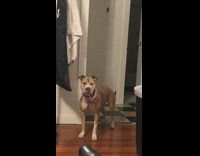 White dog pink collar opens door walks back out