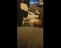 Two cats fight armchair one hisses runs 