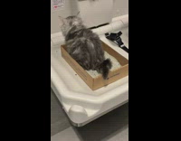 Grey kitten on litter box toilet desk