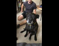 Guy puts cracker on head black dog 