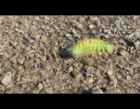 Hairy green caterpillar crawl on rocky ground